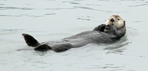 Wildlife Wednesday: Sea Otter